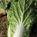 白菜大量供应、质量保证、支持各种包装、欢迎采购
