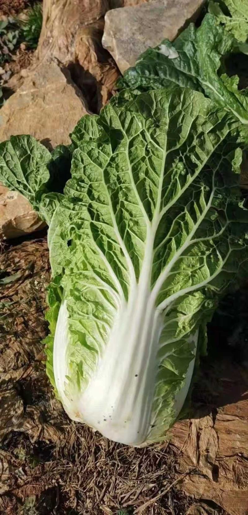 白菜大量供应、质量保证、支持各种包装、欢迎采购