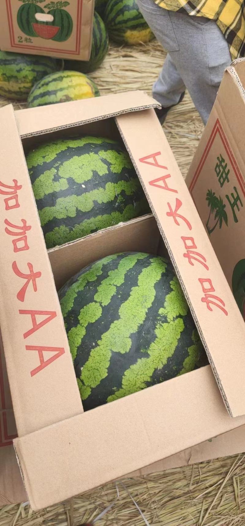 【实力商家】辽宁精品甜王西瓜代发全国品质保障薄皮