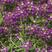 香雪球种子蜜蜂采蜜花卉种子四季播蜜源植物花期长芳香花种籽