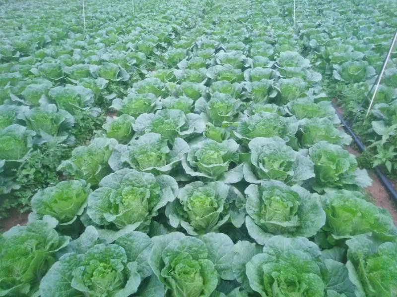 大白菜
