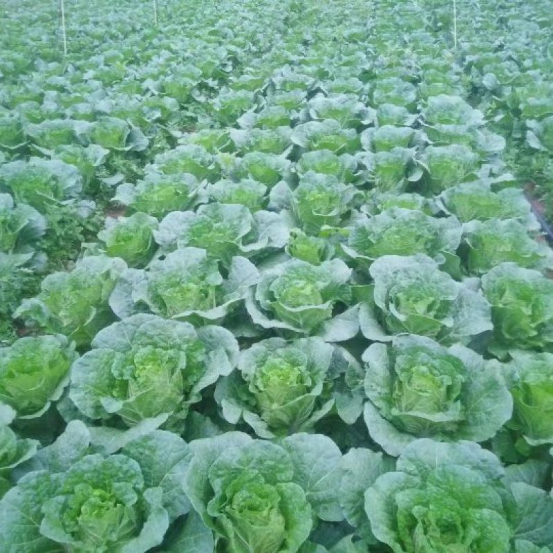 大白菜