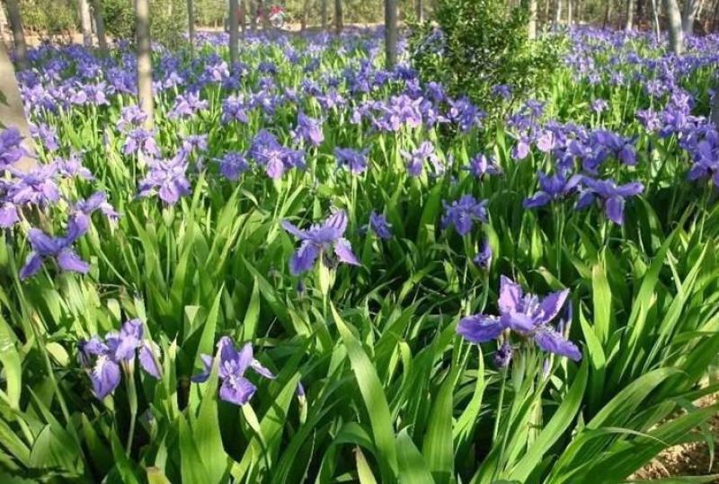 马兰花种子马莲种籽马蔺花籽宿根多年生水生花卉耐盐碱地耐贫