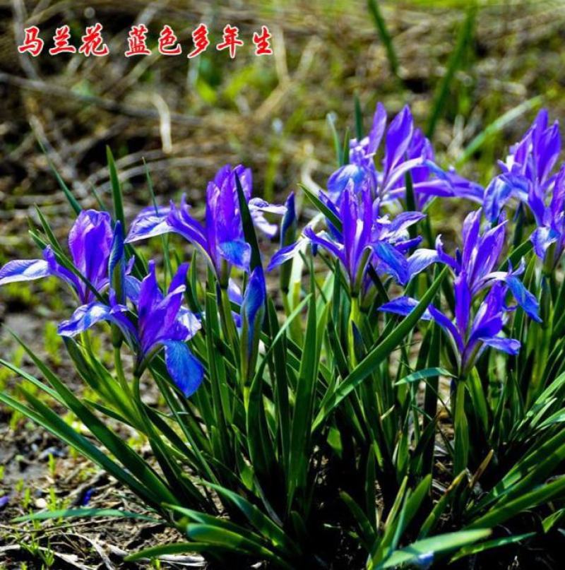 马兰花种子马莲种籽马蔺花籽宿根多年生水生花卉耐盐碱地耐贫