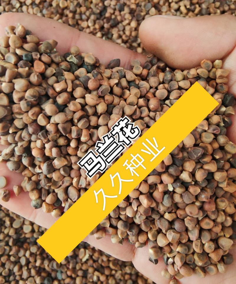 马兰花种子马莲种籽马蔺花籽宿根多年生水生花卉耐盐碱地耐贫