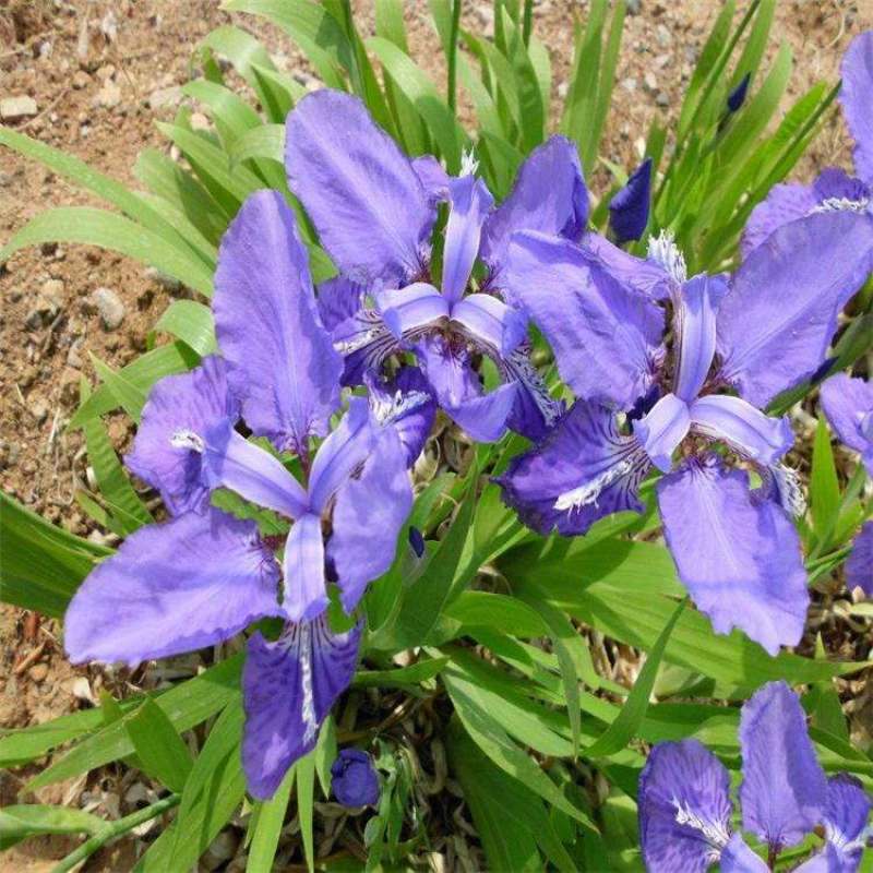 马兰花种子马莲种籽马蔺花籽宿根多年生水生花卉耐盐碱地耐贫