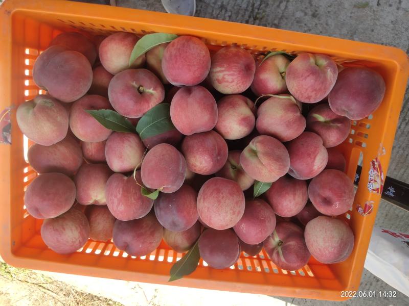 脆甜桃早熟桃6月初新鲜采摘量大价优苍溪文昌特产基地直发