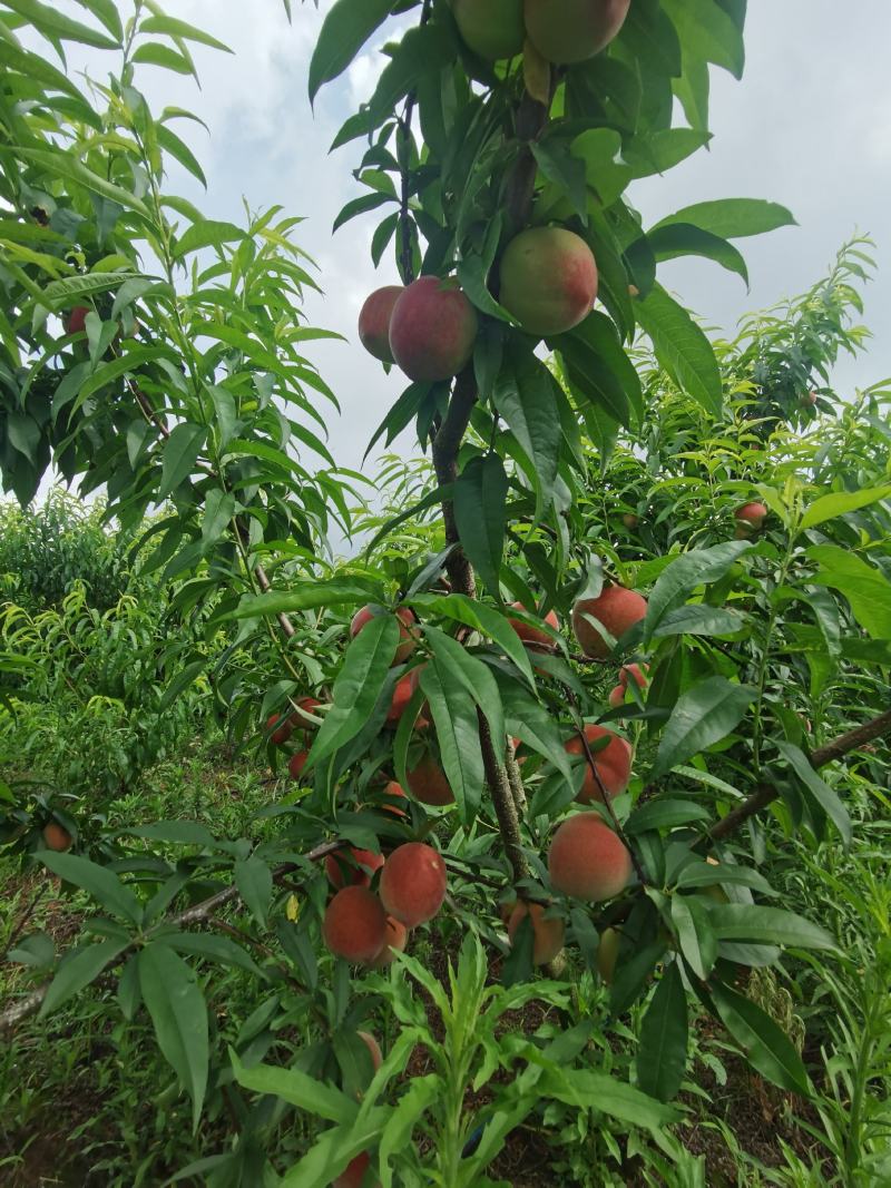 云南石屏高山露天超甜水蜜桃