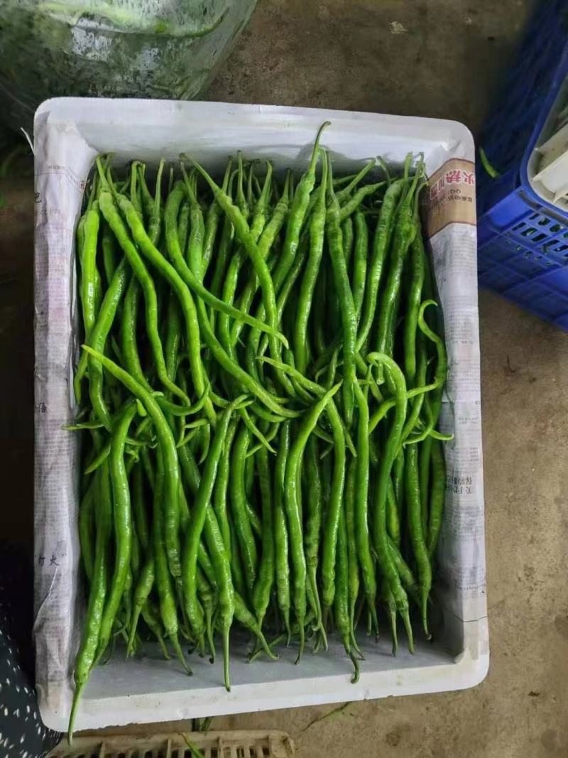 线椒大量上市、质量保证、支持各种包装、欢迎采购11111