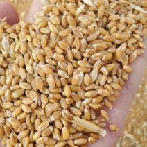 安徽亳州地区优质小麦