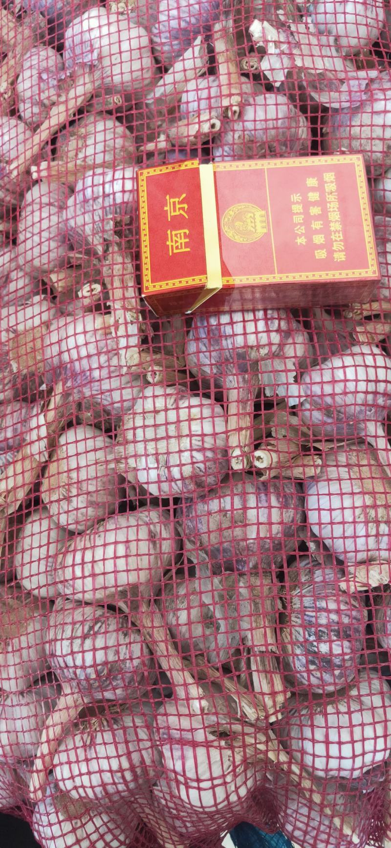 山东.济南.商河白桥大蒜。市场货.包装货.超市供货