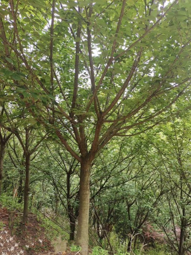 12公分精品樱花，基地直供，树型优美，常年大量供应