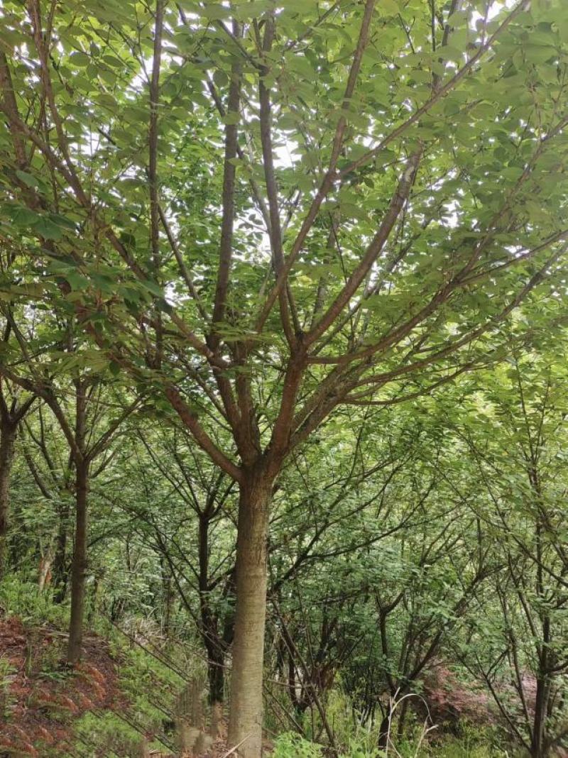 12公分精品樱花，基地直供，树型优美，常年大量供应