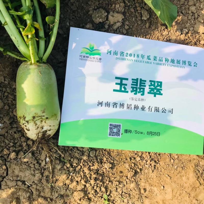 玉翡翠萝卜种子易管理膨果速度快水果囗感商品性好早熟一早值