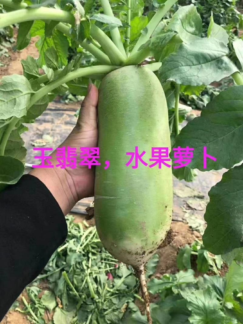 玉翡翠萝卜种子易管理膨果速度快水果囗感商品性好早熟一早值