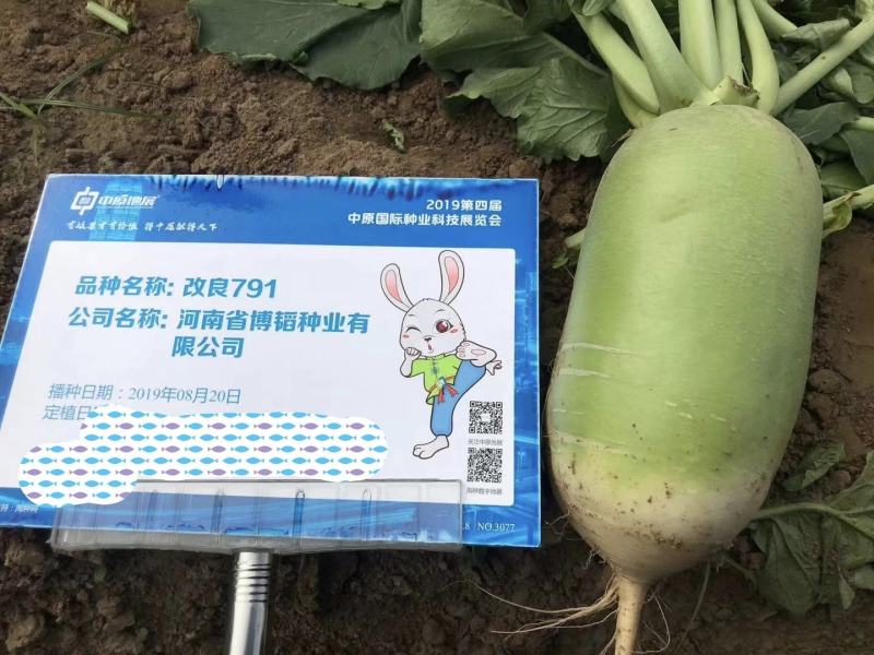 玉翡翠萝卜种子易管理膨果速度快水果囗感商品性好早熟一早值