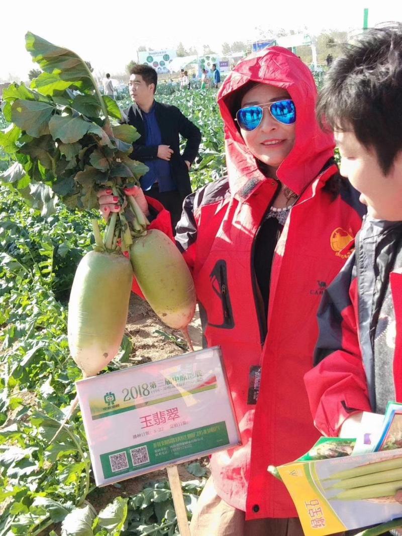 玉翡翠萝卜种子易管理膨果速度快水果囗感商品性好早熟一早值
