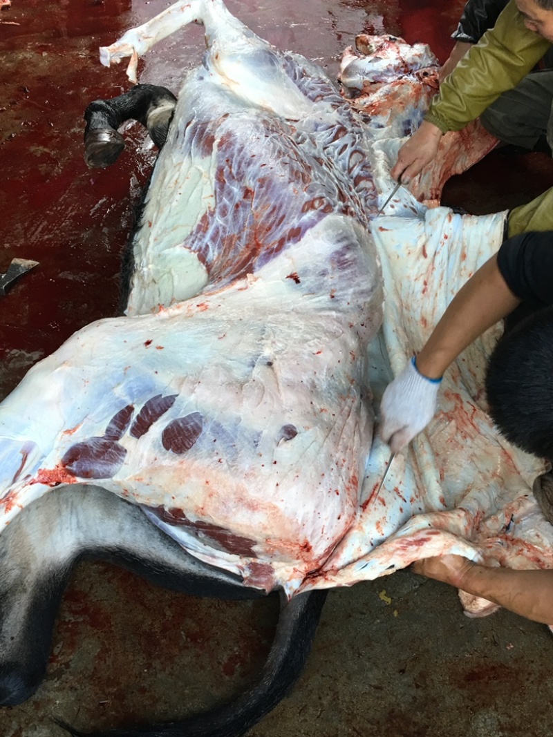 【放心食品】新鲜驴肉驴肉货源充足品质保证