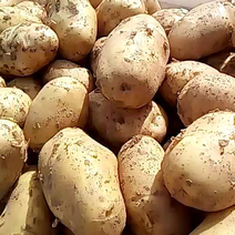 兴佳土豆正在上市中！每天十万斤！质量好！数量有保证！