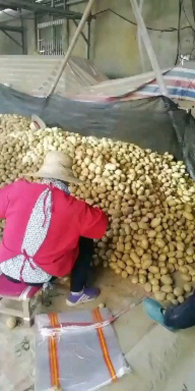 兴佳2号，沃土土豆！每天十万斤！质量好！数量有保证！