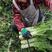 红叶香莴苣大棚种植货源充足质量保证、欢迎订购