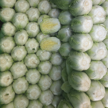 河北张家口白菜大量上市货源充足质量保证