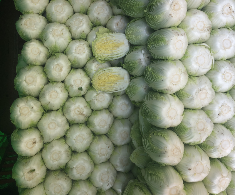 河北张家口白菜大量上市货源充足质量保证