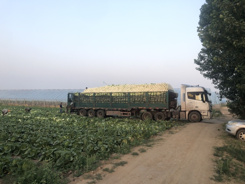 河北张家口白菜大量上市货源充足质量保证