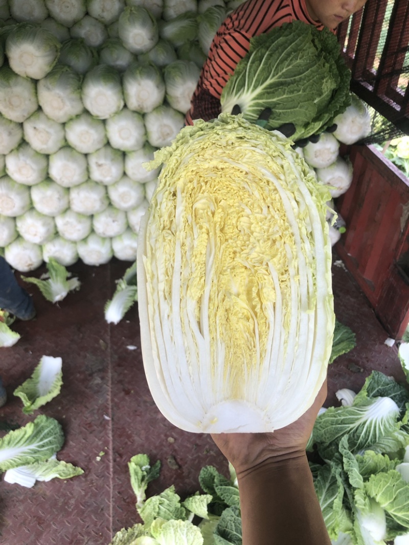 河北张家口白菜大量上市货源充足质量保证
