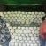河北张家口白菜大量上市货源充足质量保证
