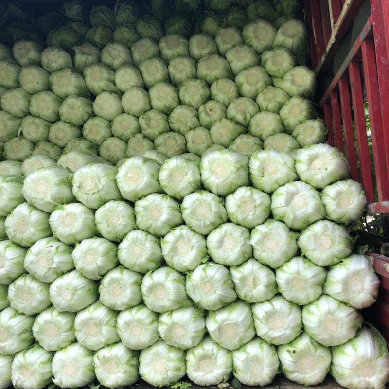 河北张家口白菜大量上市货源充足质量保证