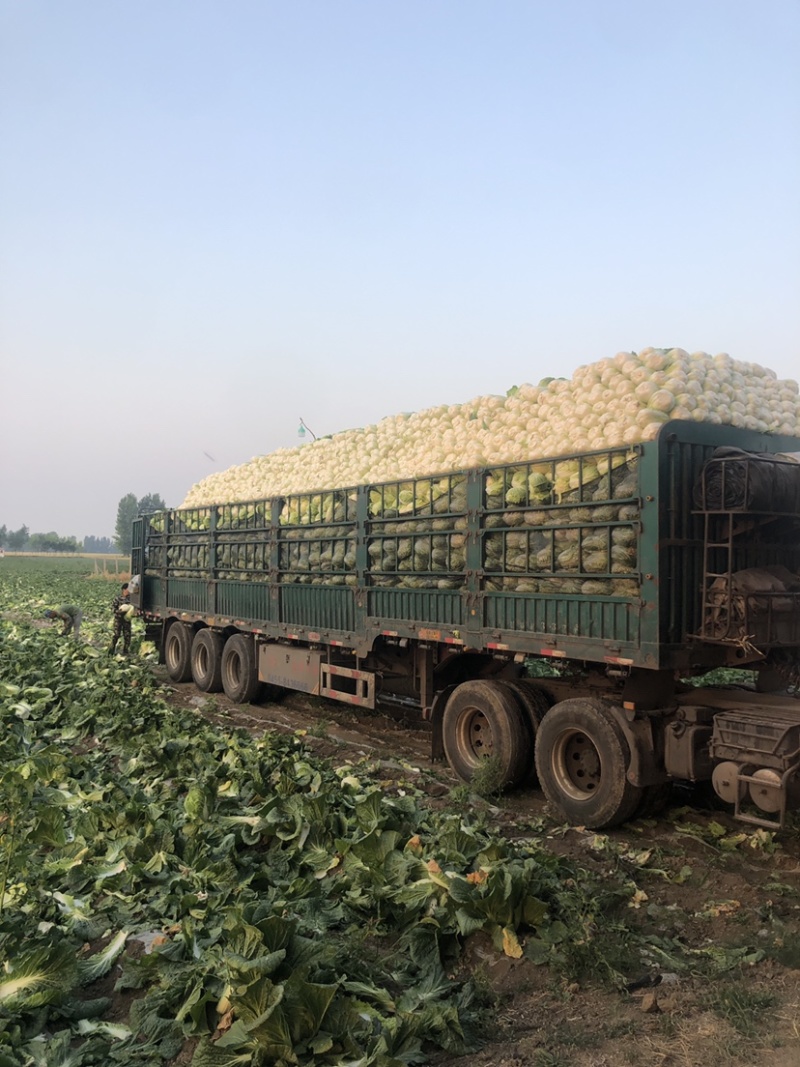 河北张家口白菜大量上市货源充足质量保证