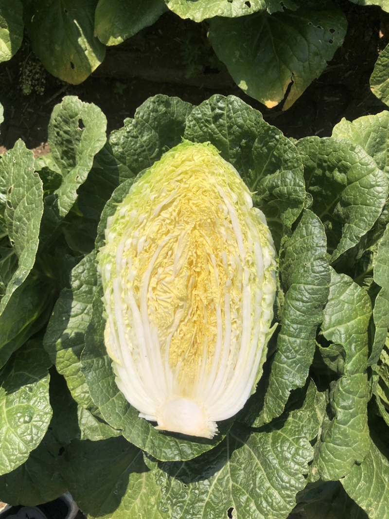河北张家口白菜大量上市货源充足质量保证