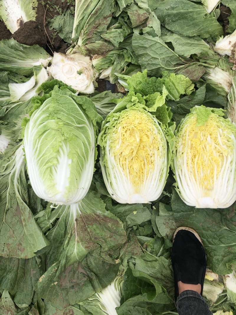 河北张家口白菜大量上市货源充足质量保证