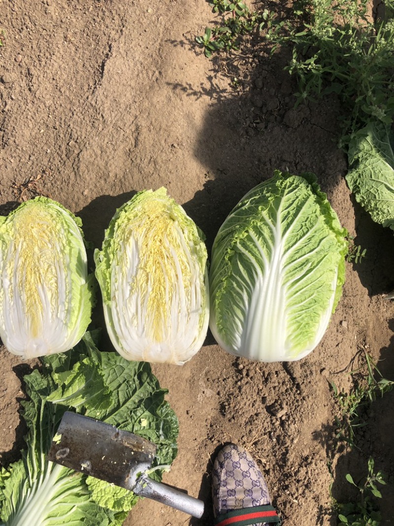 河北张家口白菜大量上市货源充足质量保证