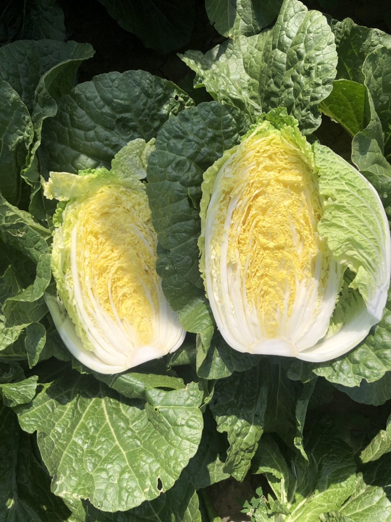 河北张家口白菜大量上市货源充足质量保证