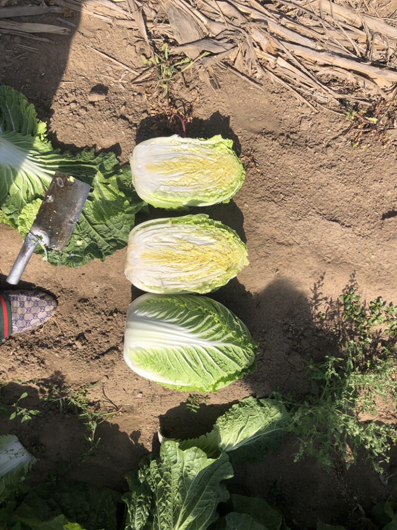河北张家口白菜大量上市货源充足质量保证