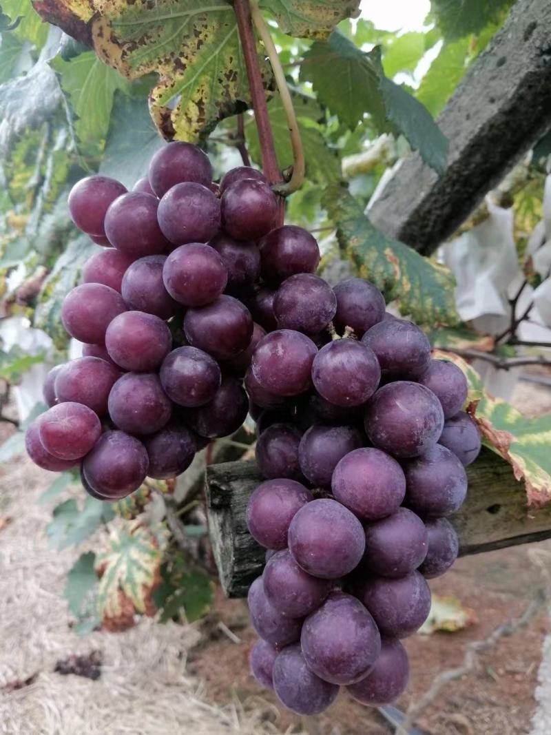 阳光玫瑰，巨峰葡萄。货源充足