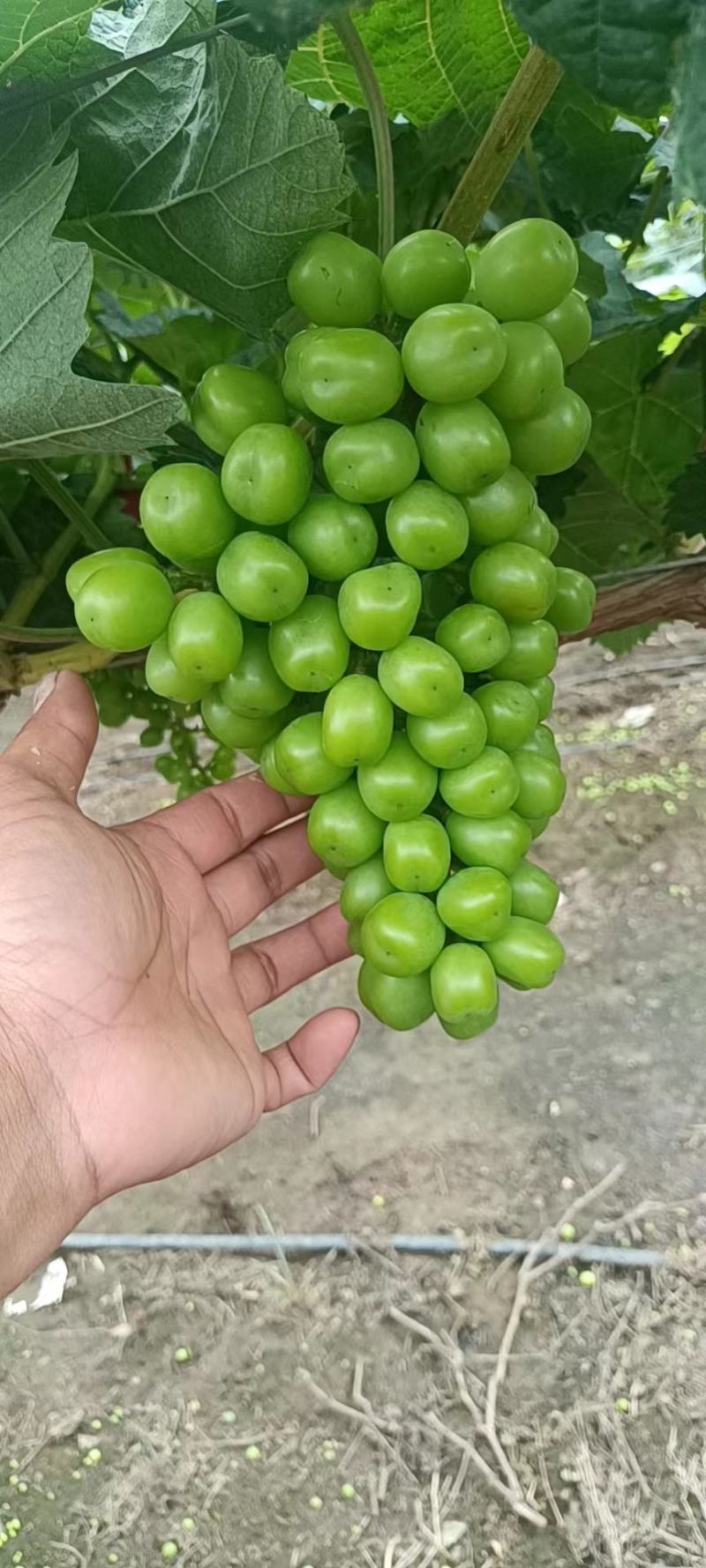 阳光玫瑰，巨峰葡萄。货源充足