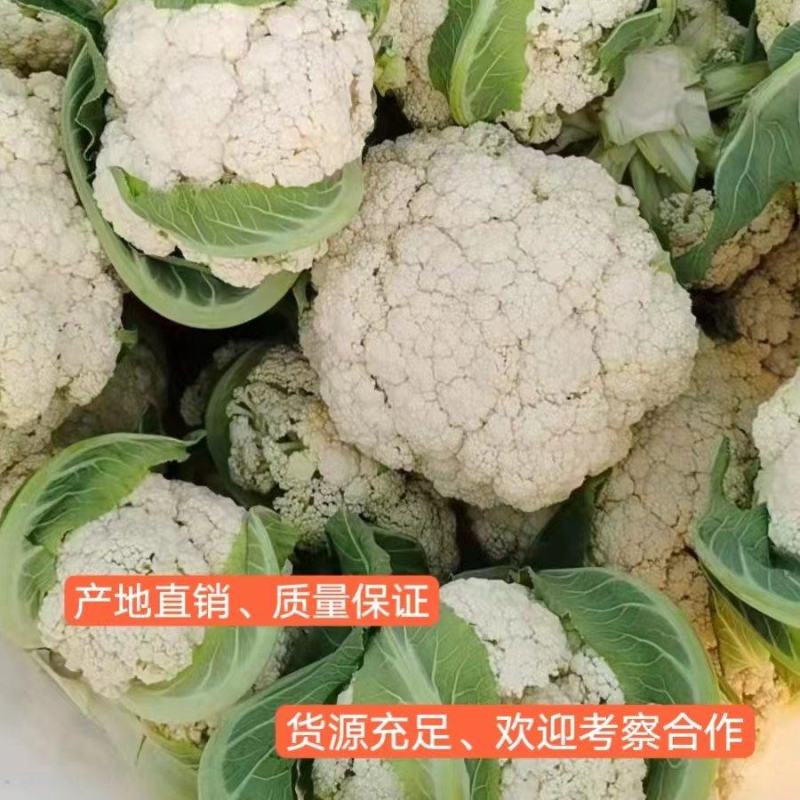 松花菜大量供应、产地直销、质量保证、支持各种包装