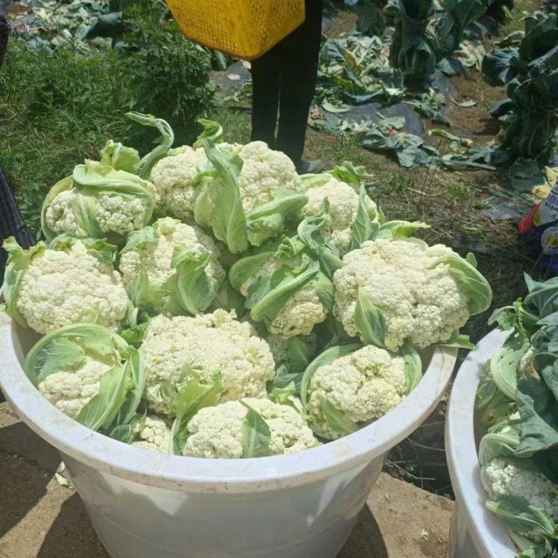 松花菜大量供应、产地直销、质量保证、支持各种包装