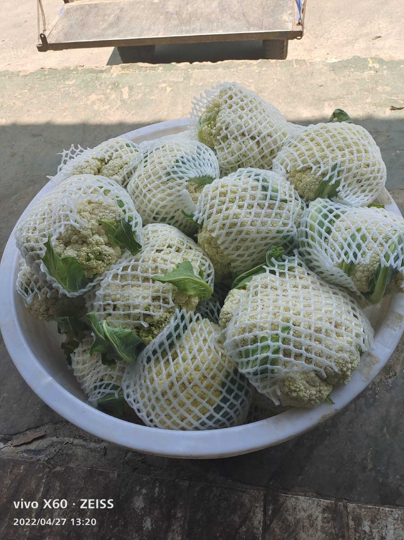 松花菜大量供应、产地直销、质量保证、支持各种包装