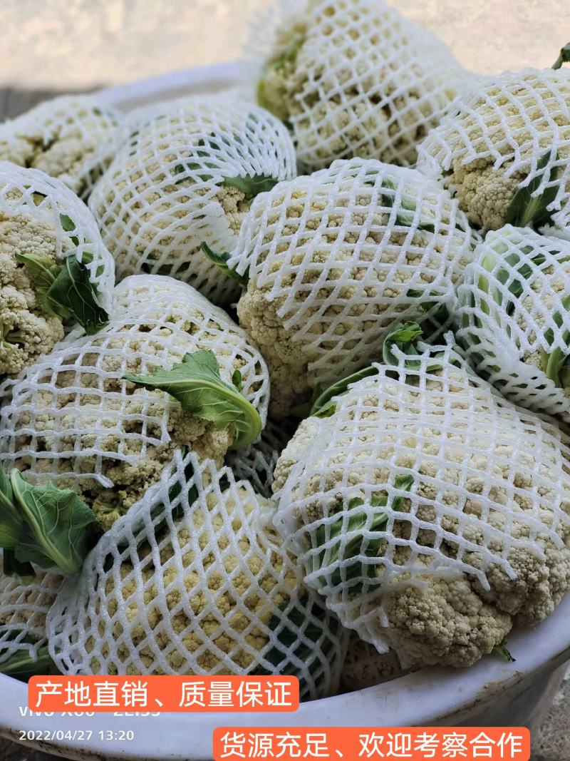 松花菜大量供应、产地直销、质量保证、支持各种包装