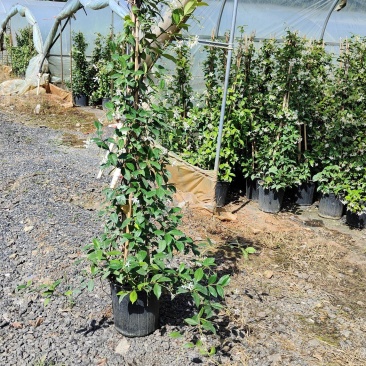法国香水茉莉花