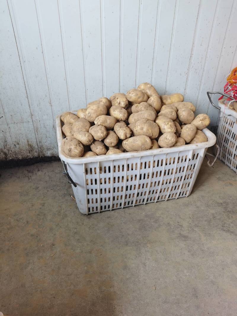 兴佳2号，沃土土豆！每天十万斤！质量好！数量有保证！