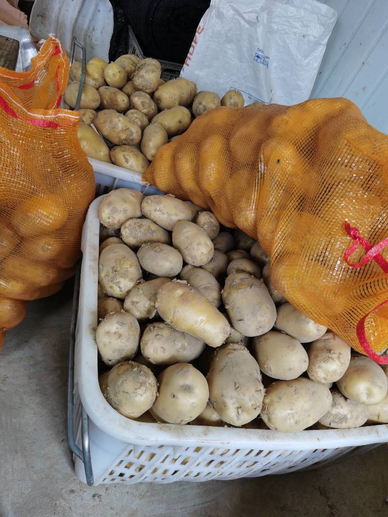 兴佳2号，沃土土豆！每天十万斤！质量好！数量有保证！