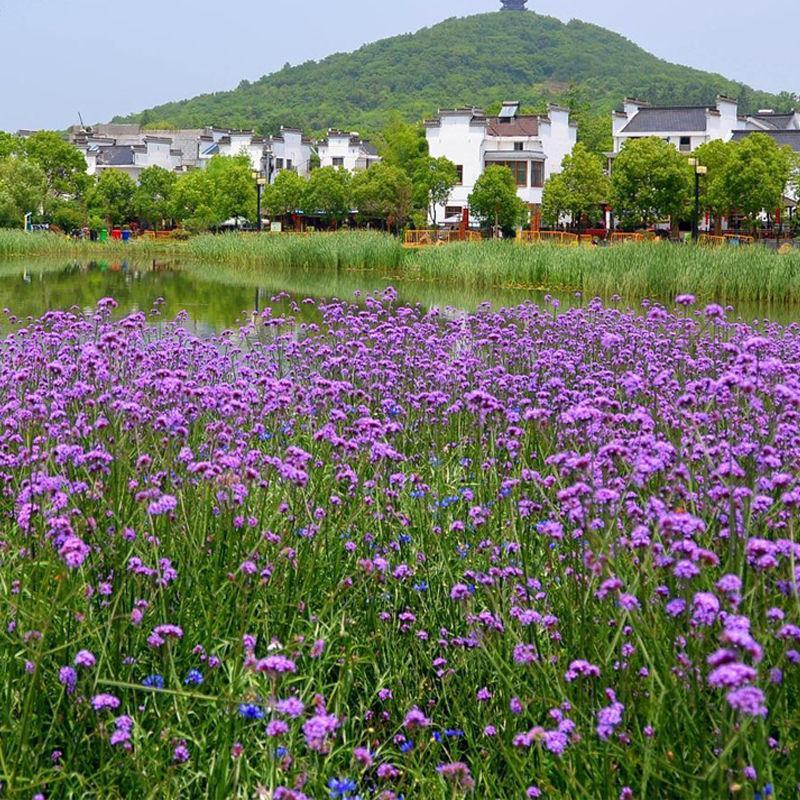 柳叶马鞭草种子，阔叶马鞭草多年生宿根草花种子景观绿化观花