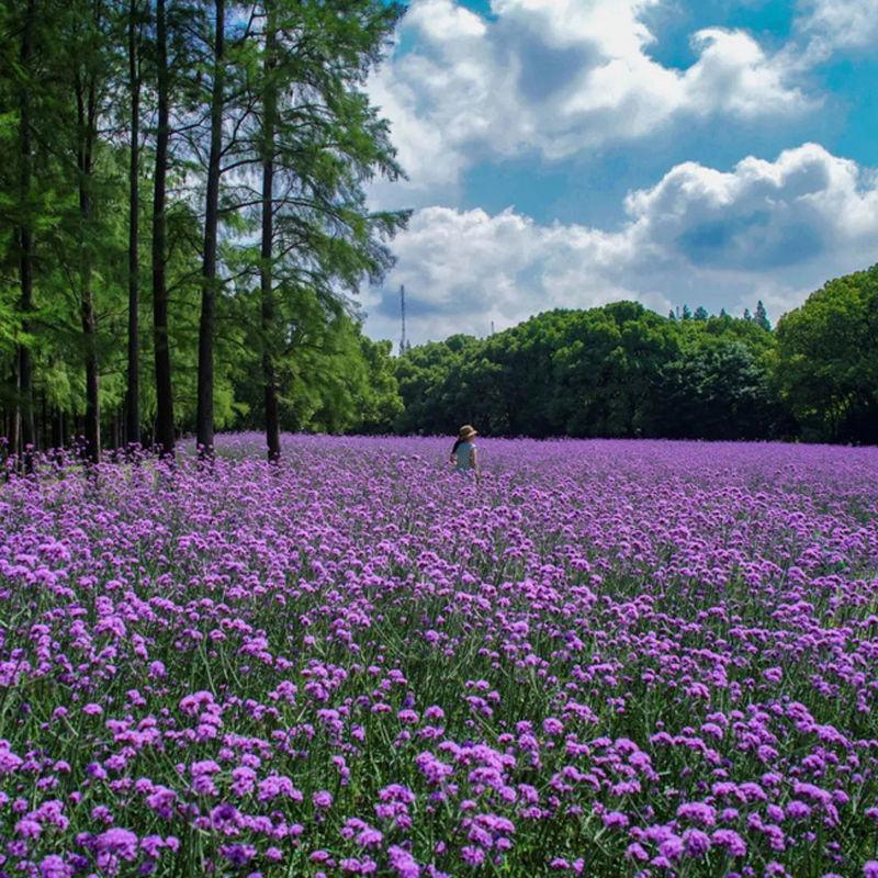 柳叶马鞭草种子，阔叶马鞭草多年生宿根草花种子景观绿化观花