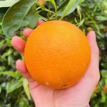 《夏橙》湖北夏橙/皮薄汁多/挂树鲜果/质优价廉对接全国
