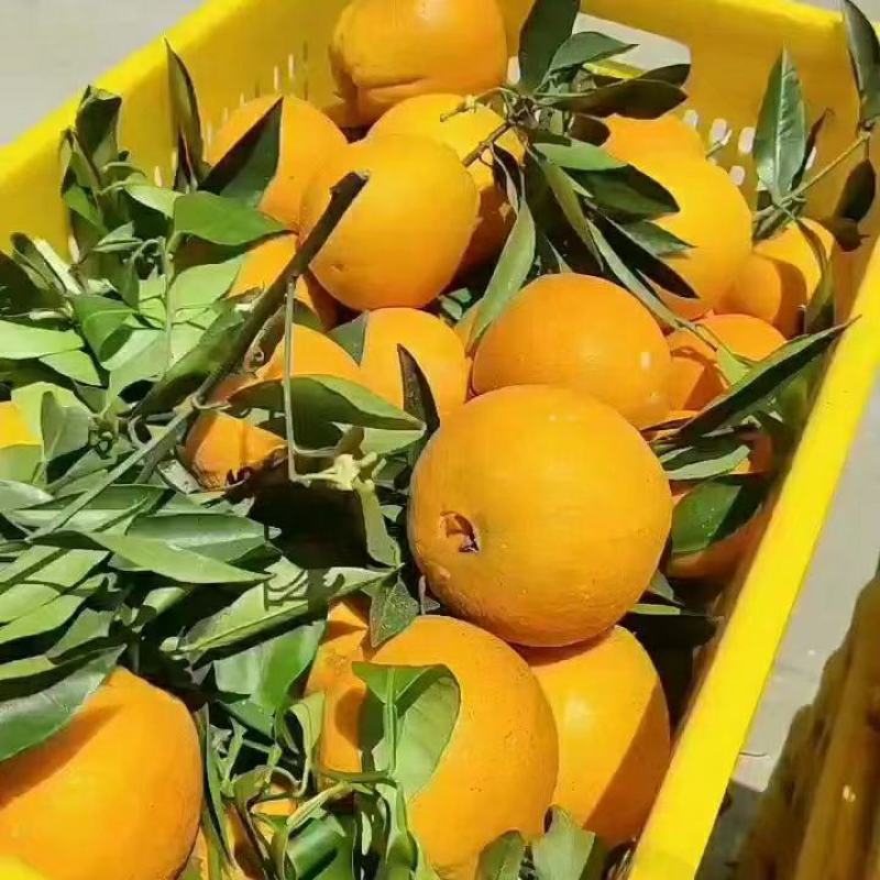 《夏橙》湖北夏橙/皮薄汁多/挂树鲜果/质优价廉对接全国